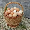 яйцо куриное фермерское в Пущине