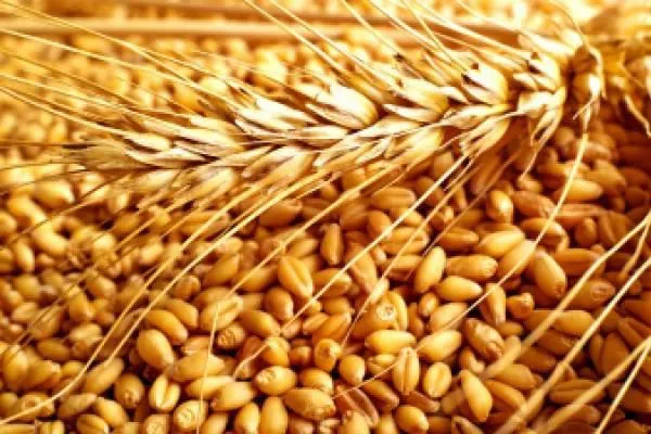  Пшеница 3-5, фураж, прод, по. заявке в Красноярске