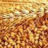  Пшеница 3-5, фураж, прод, по. заявке в Красноярске
