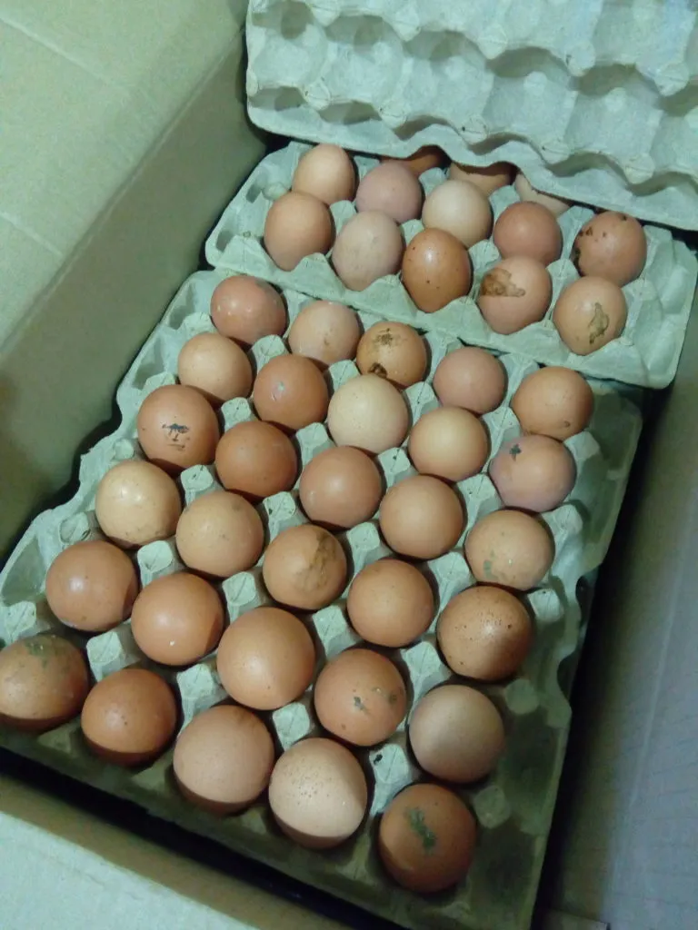 фотография продукта Нестандартное яйцо(грязь)для пеккарен