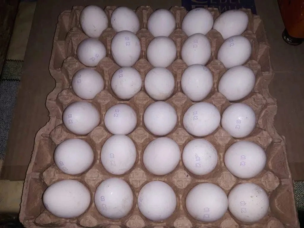 яйцо куриное в/с, 1с, 2с в Казахстане