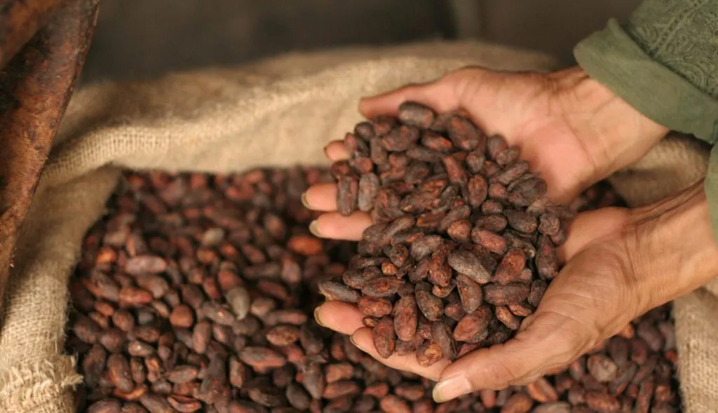 фотография продукта Бобы какао сушеные органические