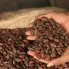 бобы какао сушеные органические в Эфиопии