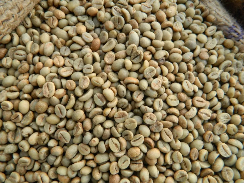 зерновой зеленый кофе робуста, сорт I в Вьетнаме