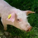 Минск: поставки продукции свиноводства из ряда регионов РФ запрещены из-за АЧС