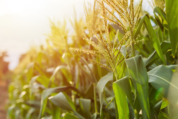 Сербия разрешила экспорт кукурузы и пшеницы, но ввела квоты на вывоз растительного масла