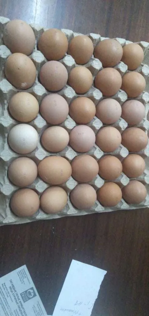 яйцо куриное в/с, 1с, 2с в Казахстане 8