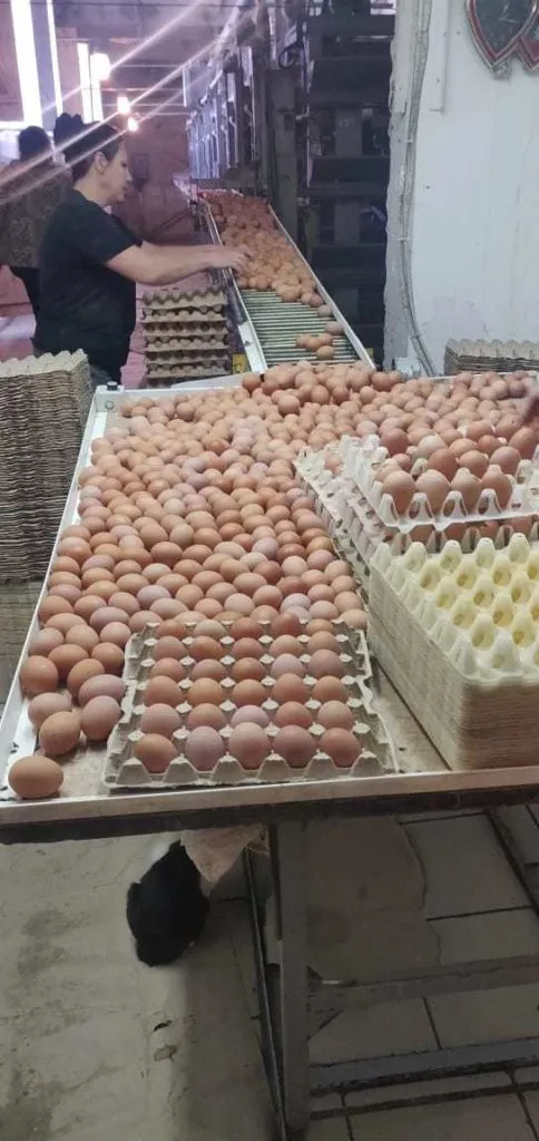 яйцо куриное в/с, 1с, 2с в Казахстане 10