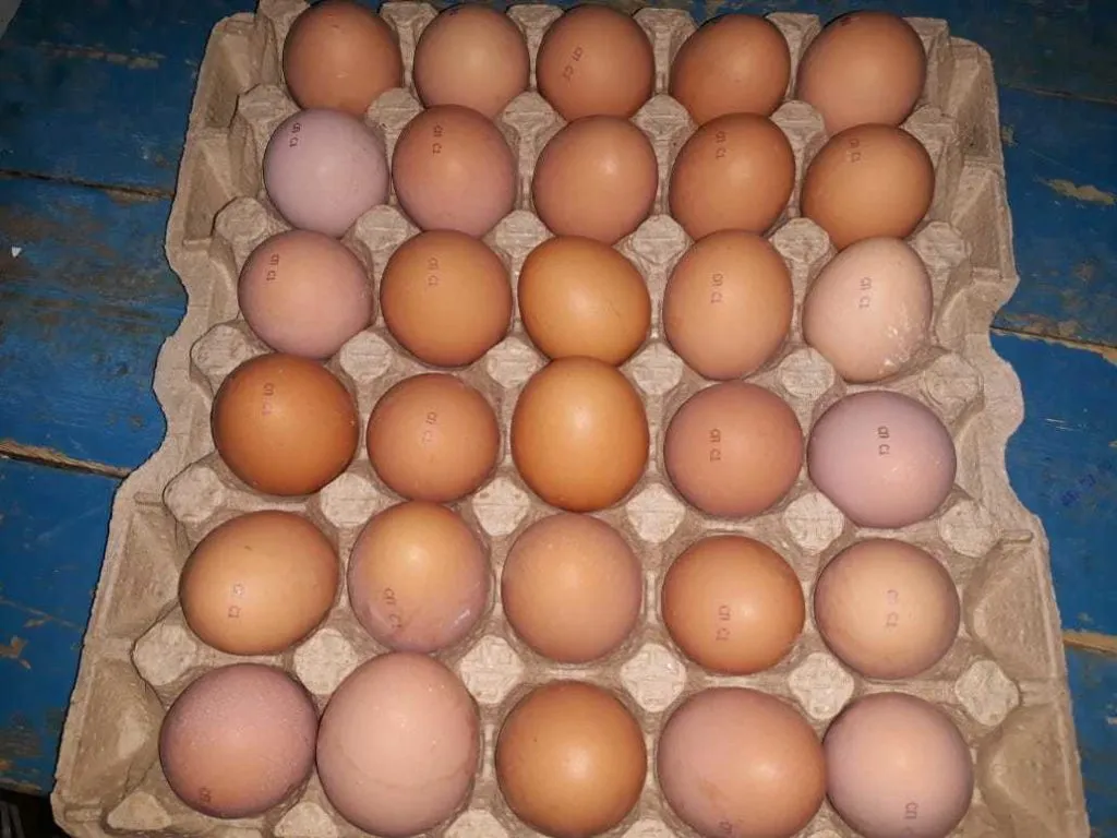 яйцо куриное в/с, 1с, 2с в Казахстане 4