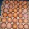 яйцо куриное в/с, 1с, 2с в Казахстане 4