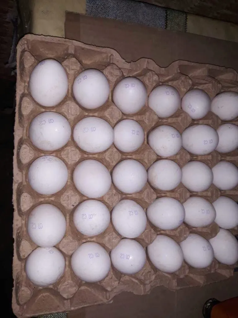яйцо куриное в/с, 1с, 2с в Казахстане 7