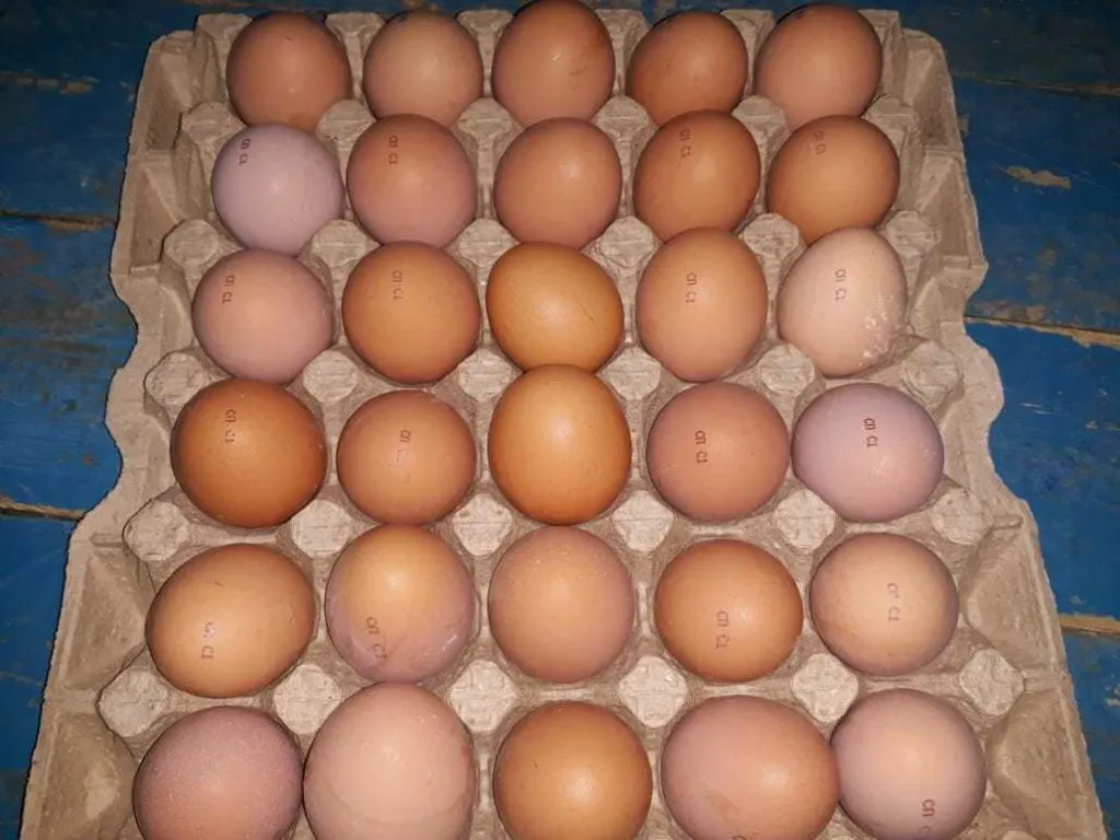 яйцо куриное в/с, 1с, 2с в Казахстане 9