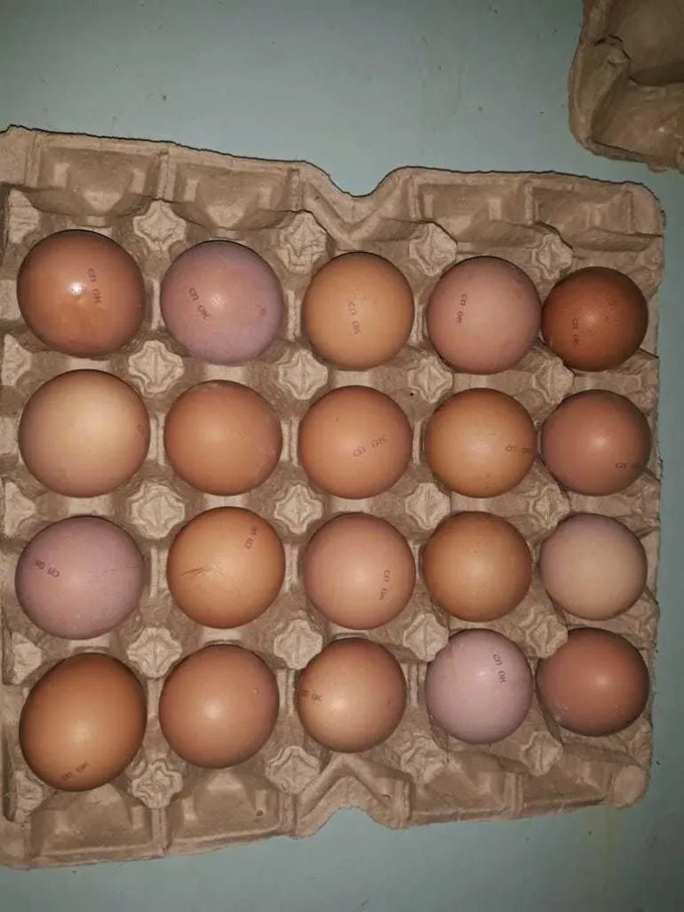 яйцо куриное в/с, 1с, 2с в Казахстане 3