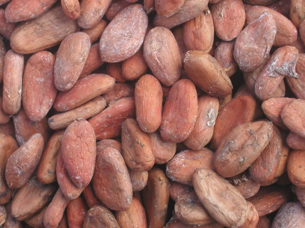 бобы какао сушеные органические в Эфиопии 2