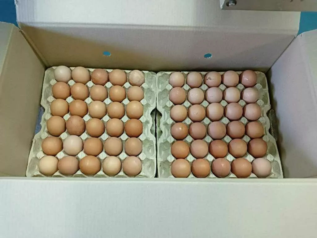 Фотография продукта Яйца куриные оптом