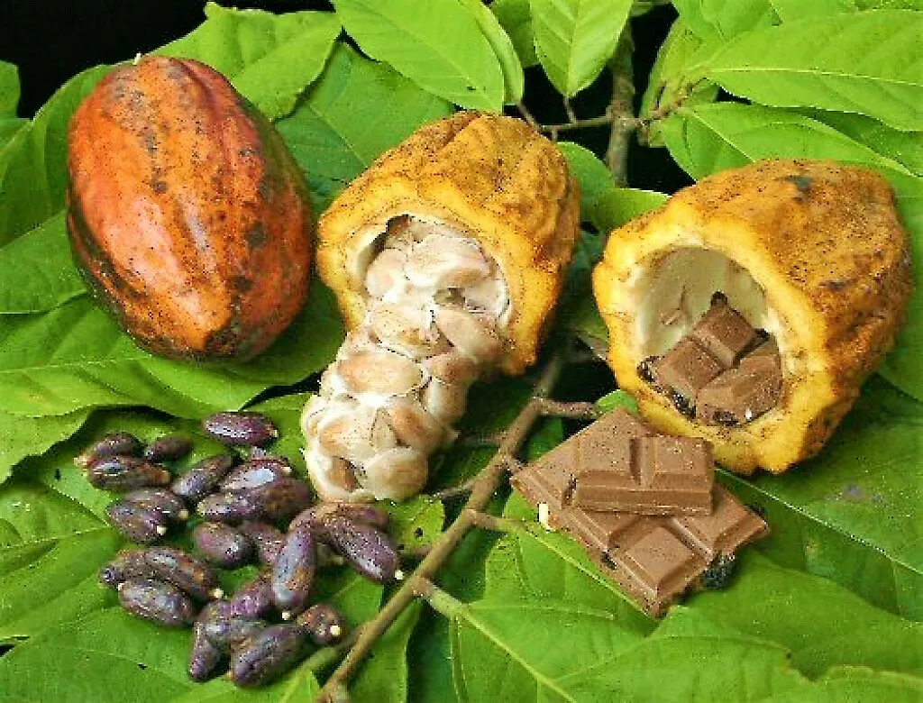 фотография продукта  какао бобы theobroma порошок масло 